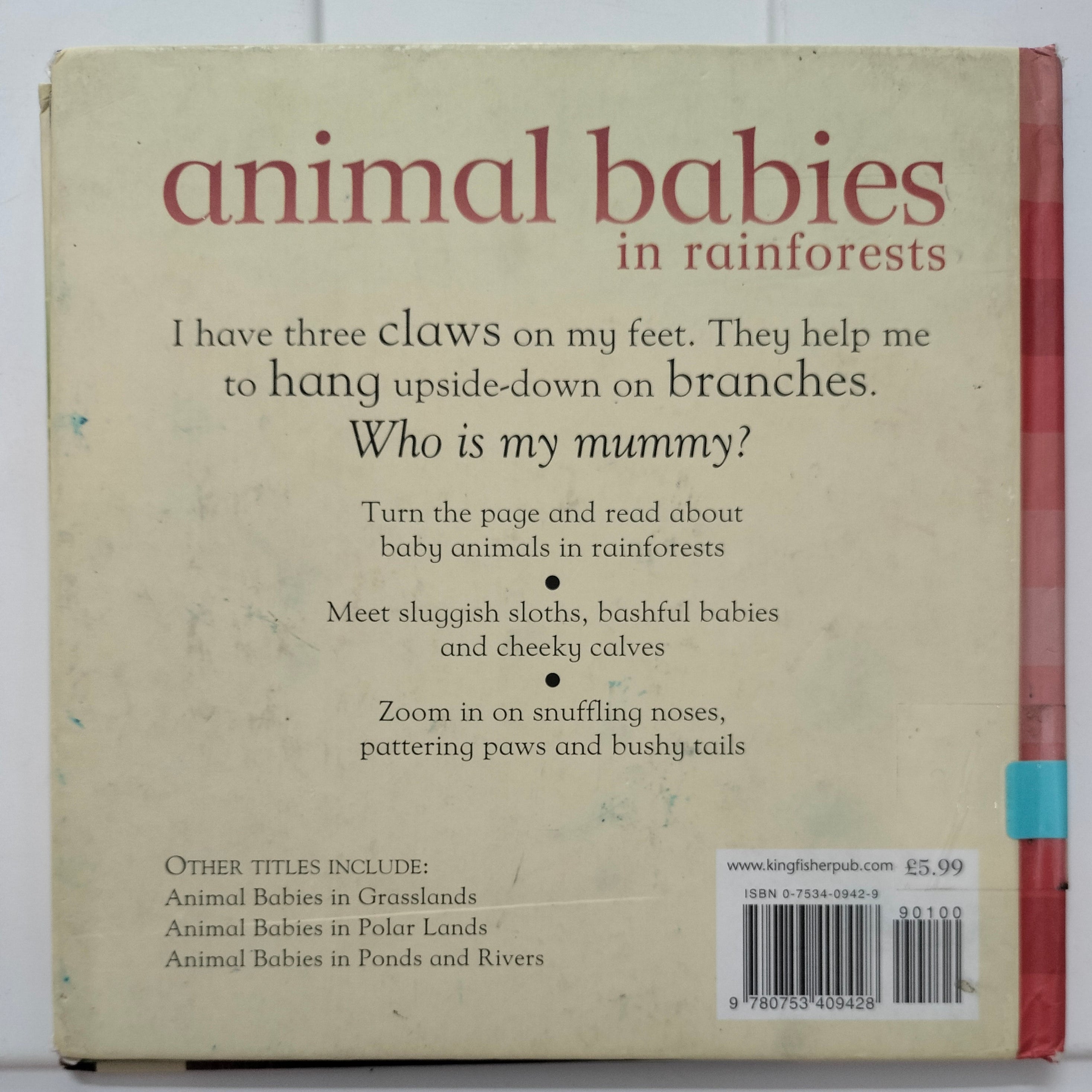 Animals Babies in Rainforests