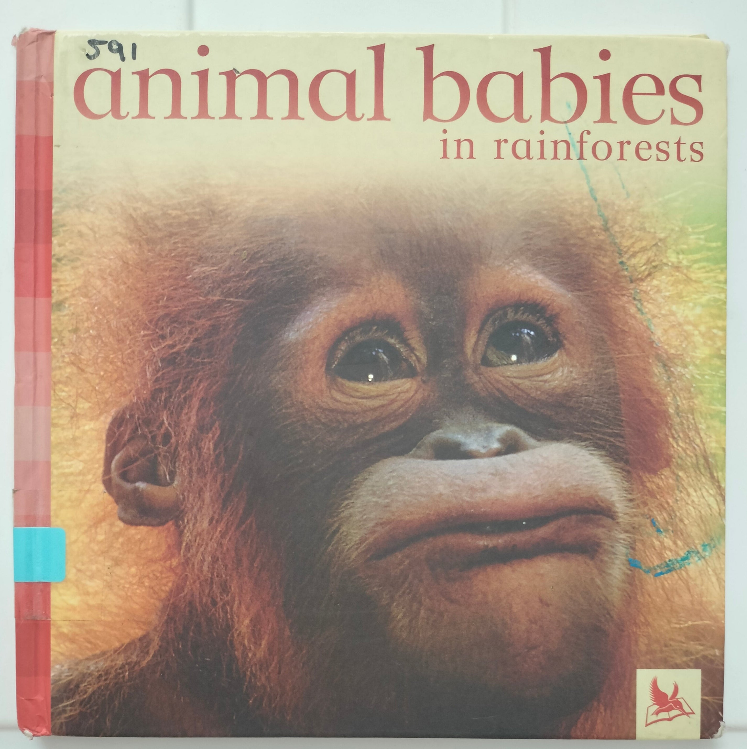 Animals Babies in Rainforests
